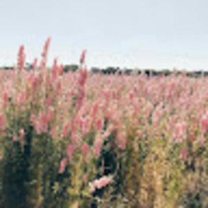 Meet your Posher, Julianne